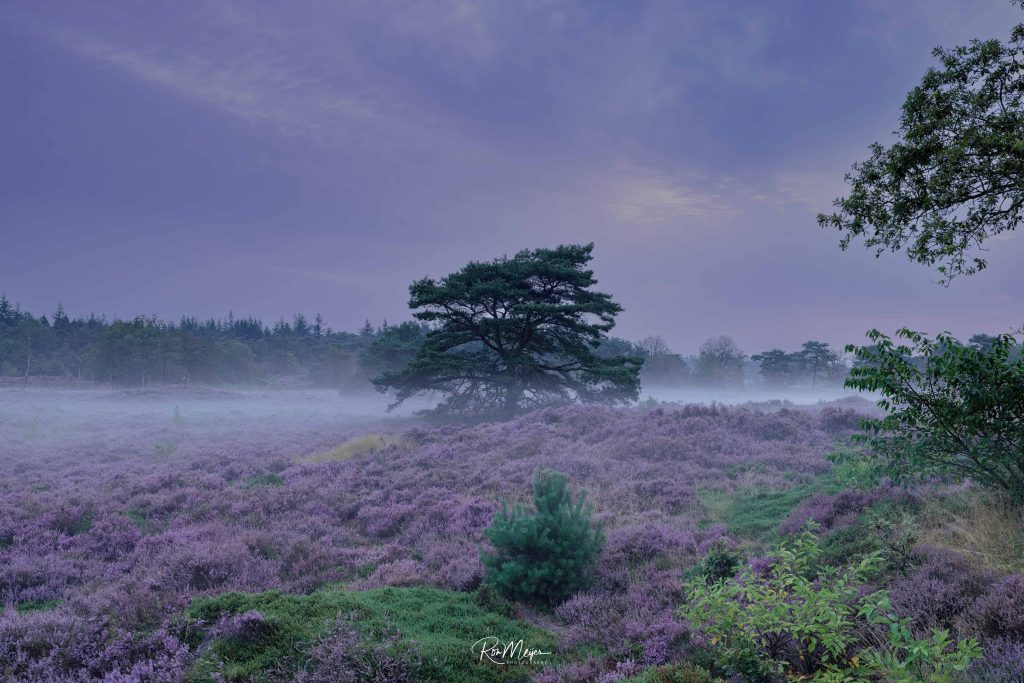 De foto toont een prachtig landschap van de paarse heide in Bakkeveen, Friesland. De heide is bedekt met een tapijt van paarse bloemen, omgeven door lage mist die een dromerige sfeer creëert. In het midden van de foto staat een grote, opvallende boom met donkere takken die boven de heide uitsteekt. Op de achtergrond is een bos te zien met donkere silhouetten van bomen tegen een bewolkte, paarse hemel. Aan de rechterkant van de foto zijn enkele groene struiken zichtbaar, wat contrast geeft aan het paars van de heide. De foto straalt rust en natuurlijke schoonheid uit.